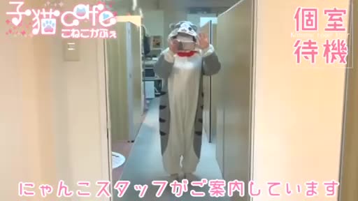 子猫カフェ  待機室動画