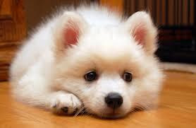 ショップ名の求人・体入情報