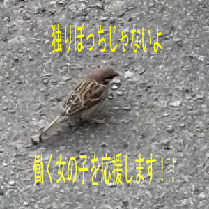 ショップ名の求人・体入情報