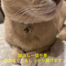ショップ名の求人・体入情報
