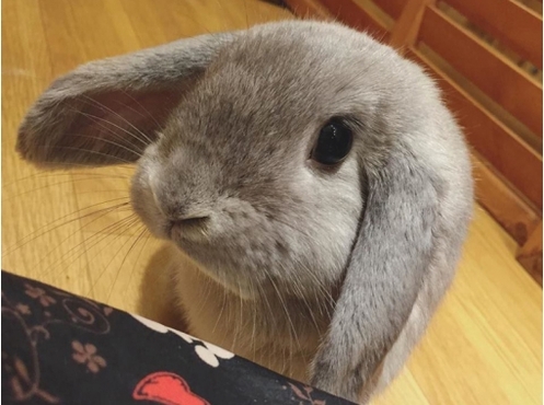 うさぎが店長...？？？